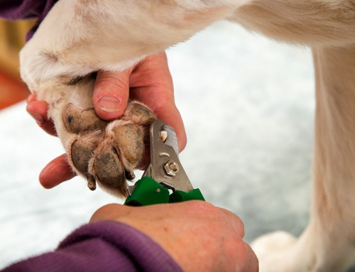 Keeping your dog’s nails trimmed – why it’s important